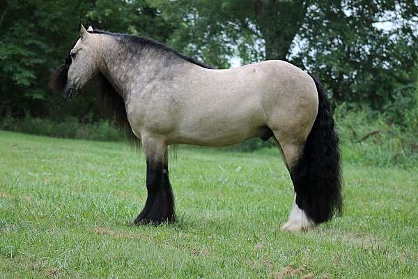 show-gypsy-vanner-horse