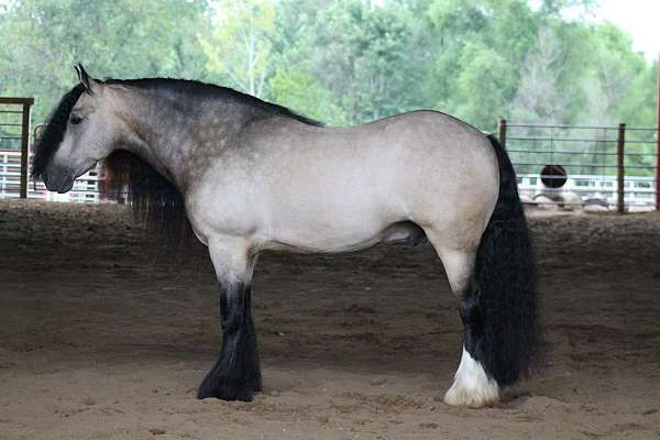 trail-gypsy-vanner-horse