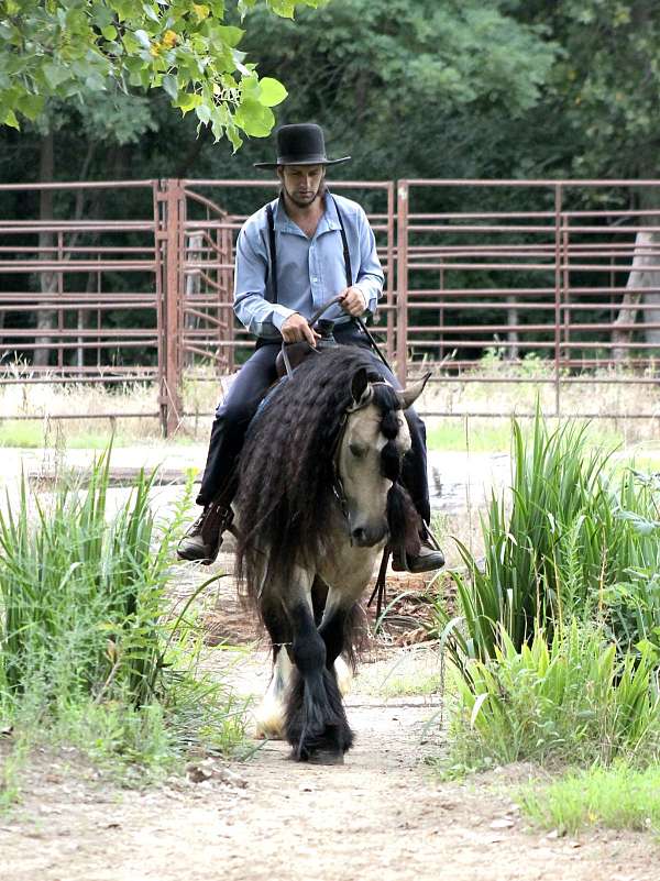 buckskin-gypsy-vanner-gelding