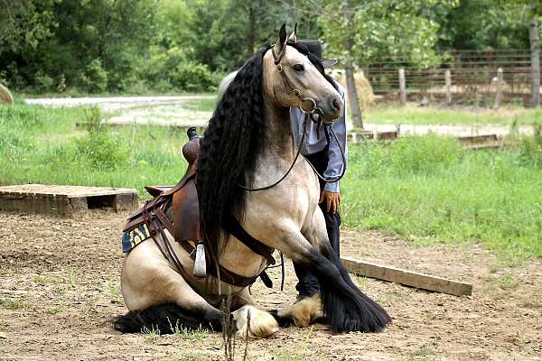 trail-riding-gypsy-vanner-horse