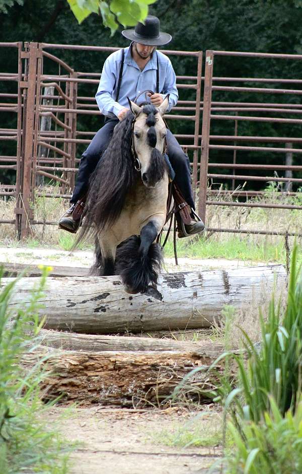 buckskin-all-around-horse