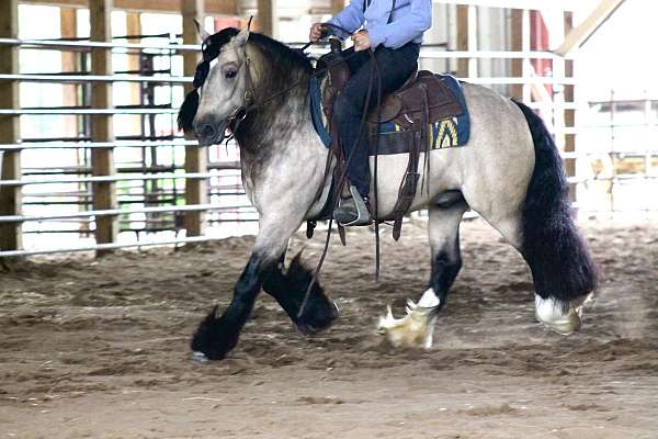 buckskin-athletic-horse