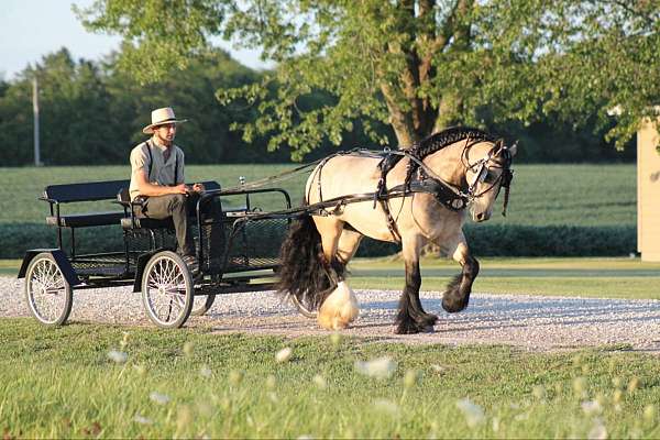 buckskin-driving-horse