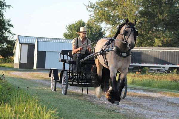 buckskin-flashy-horse