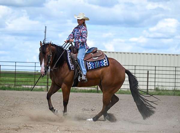 athletic-quarter-horse