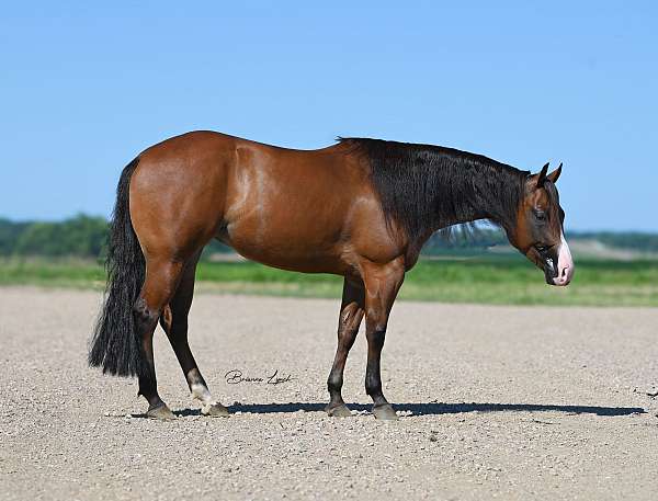 breeding-quarter-horse