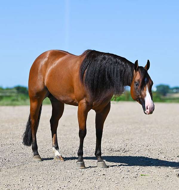 husband-safe-quarter-horse