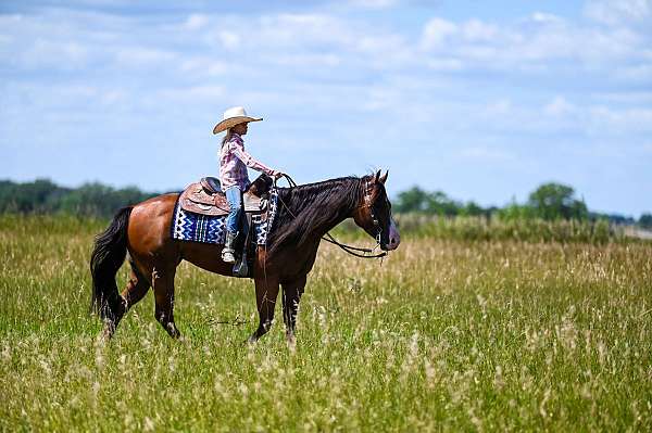 parade-quarter-horse