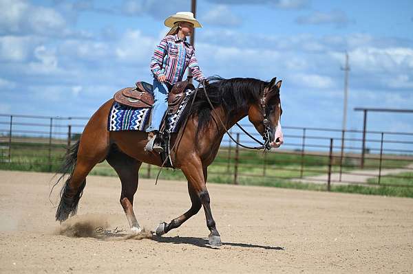 show-quarter-horse