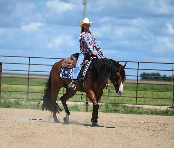 western-riding-quarter-horse