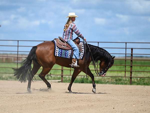 working-cattle-quarter-horse