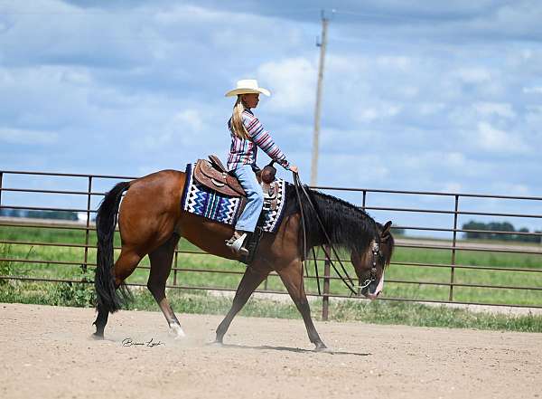 bay-quarter-horse-mare