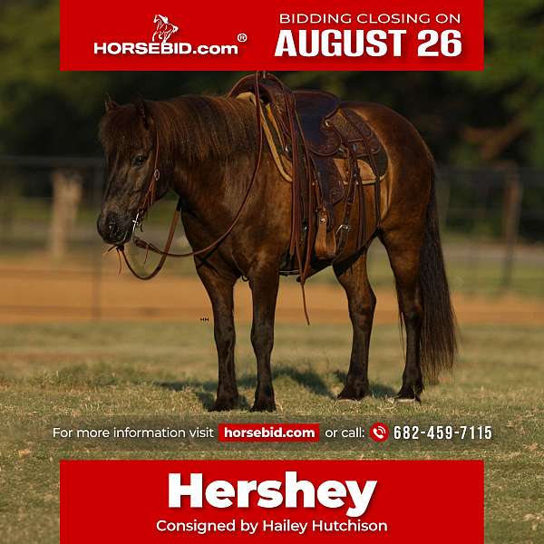 all-around-icelandic-horse