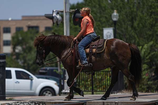 parade-icelandic-horse