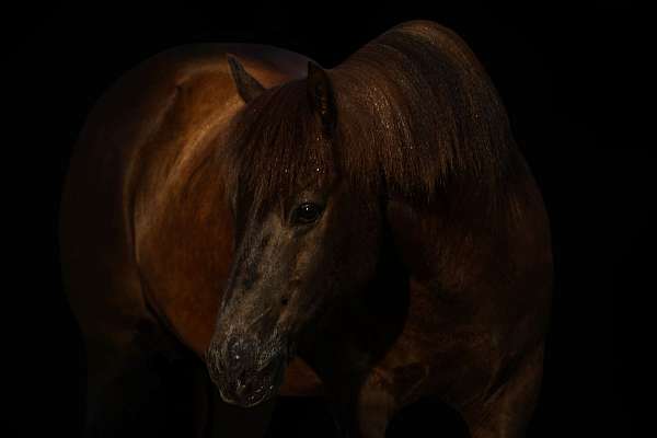 athletic-icelandic-horse