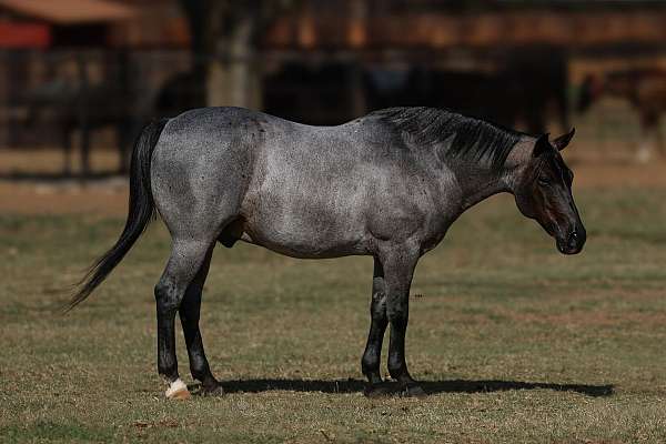 flashy-quarter-pony