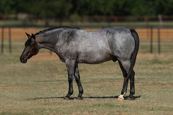 kid-safe-quarter-pony