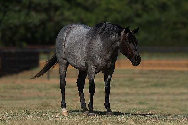 parade-quarter-pony