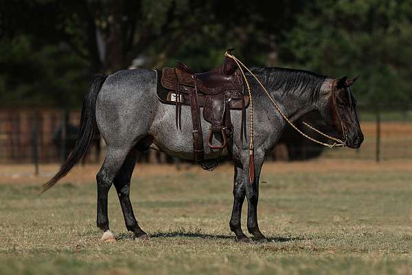 performance-quarter-pony