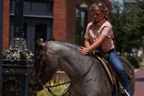 western-riding-quarter-pony