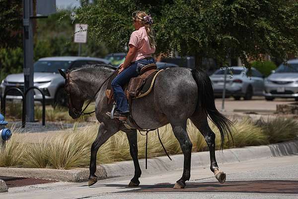 blue-roan-quarter-pony-gelding