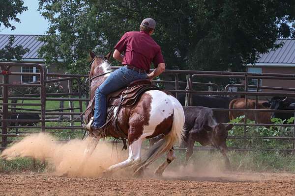 barrel-racing-paint-horse