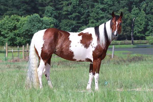 calf-roping-paint-horse