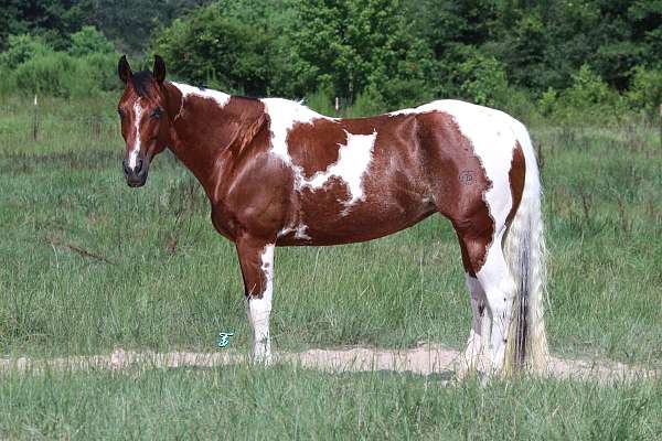 husband-safe-paint-horse