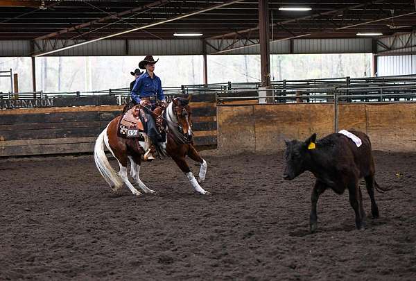 ranch-versatility-paint-horse