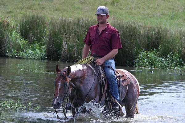 ranch-work-paint-horse