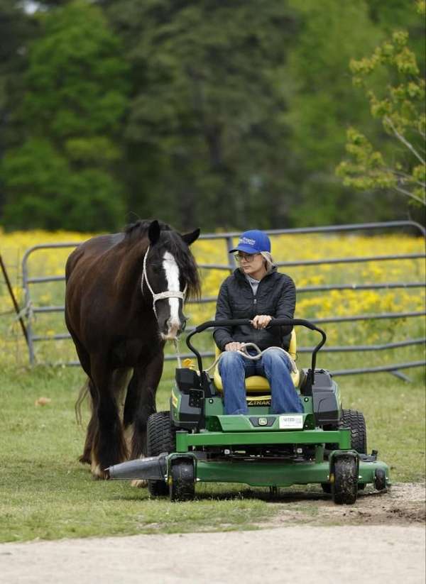 black-working-equitation-pony