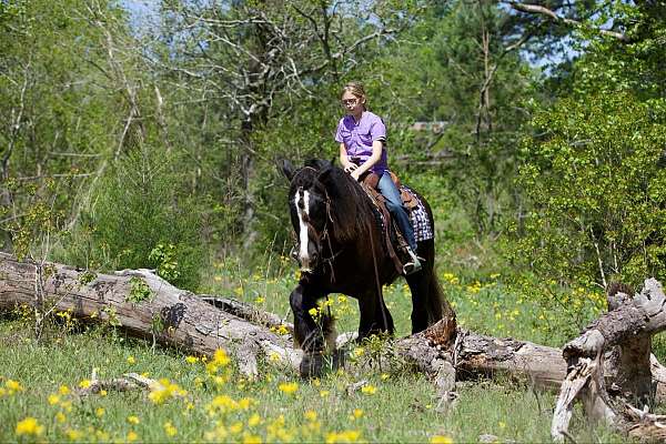 all-around-gypsy-vanner-pony