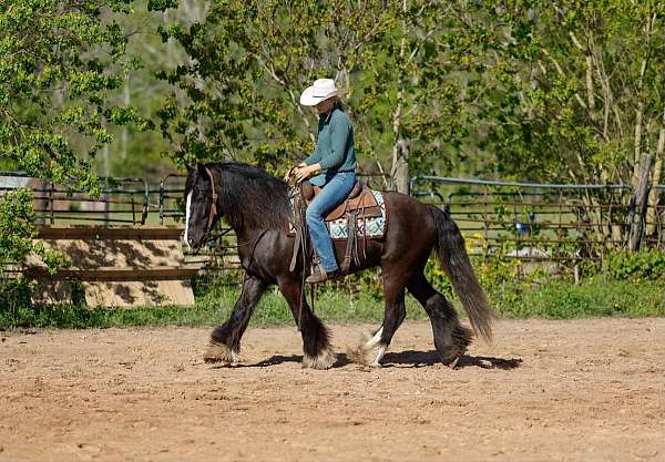 driving-gypsy-vanner-pony