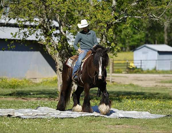 flashy-gypsy-vanner-pony