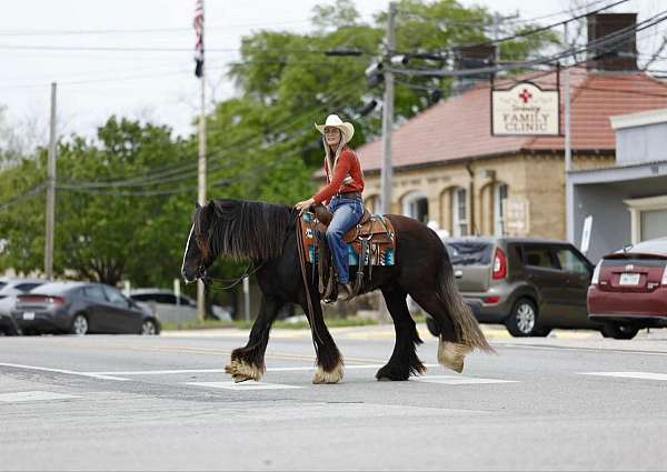 husband-safe-gypsy-vanner-pony