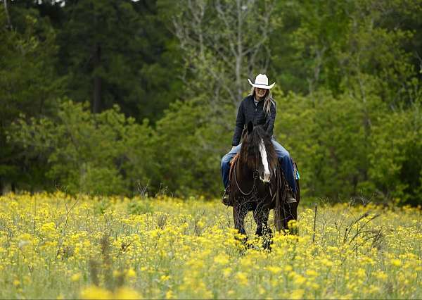 kid-safe-gypsy-vanner-pony