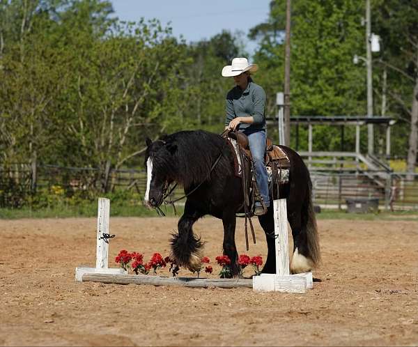 parade-gypsy-vanner-pony