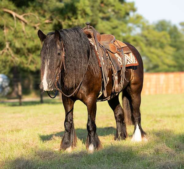 companion-gypsy-vanner-pony