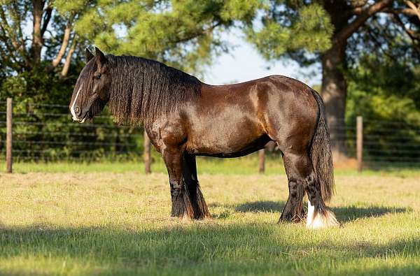 beginner-gypsy-vanner-pony