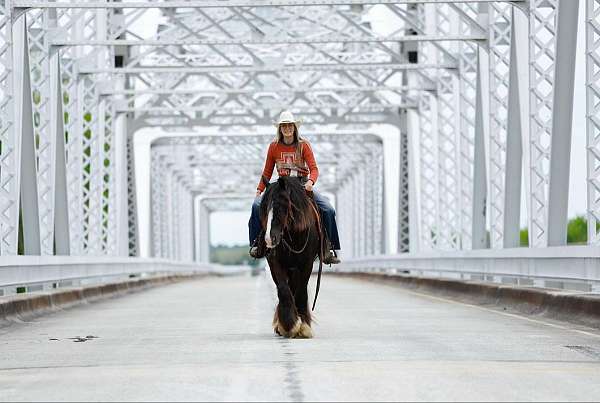 ranch-work-gypsy-vanner-pony