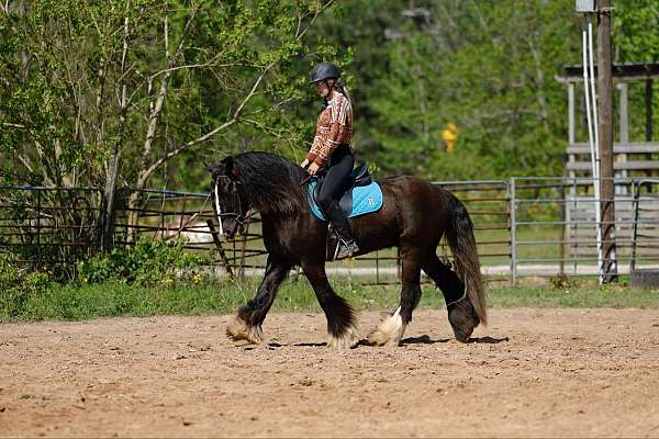 ridden-western-gypsy-vanner-pony