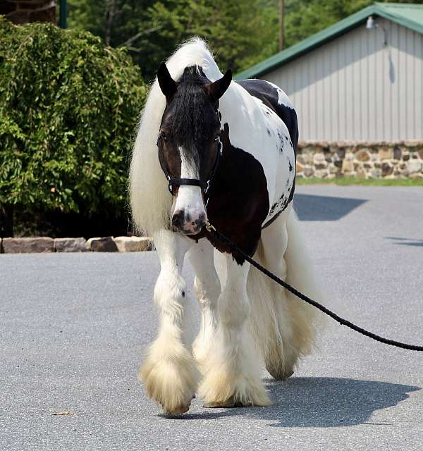 athletic-gypsy-vanner-horse