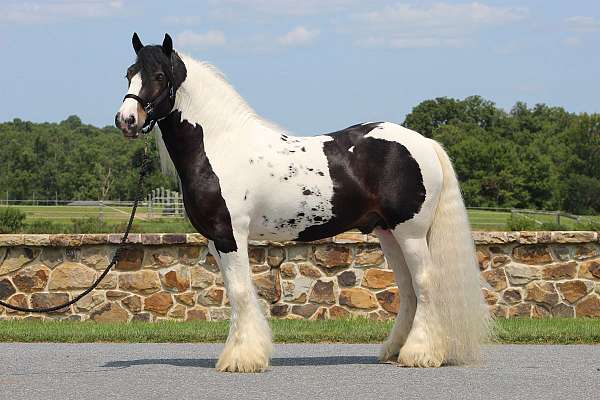 driving-gypsy-vanner-horse