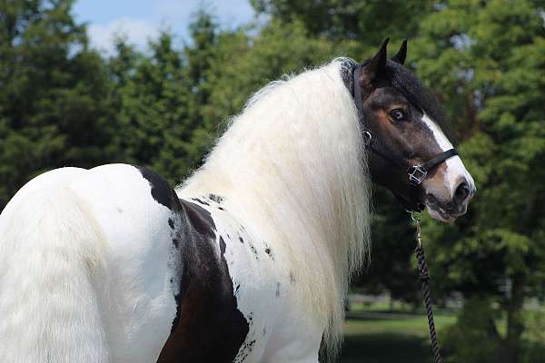 flashy-gypsy-vanner-horse