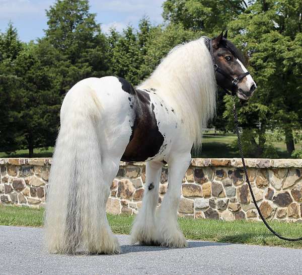 parade-gypsy-vanner-horse