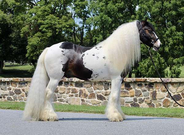 performance-gypsy-vanner-horse