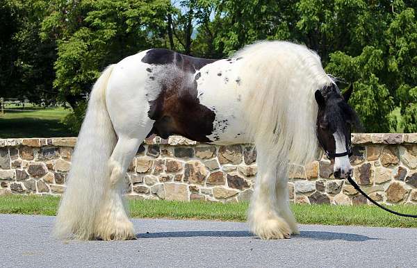 show-gypsy-vanner-horse