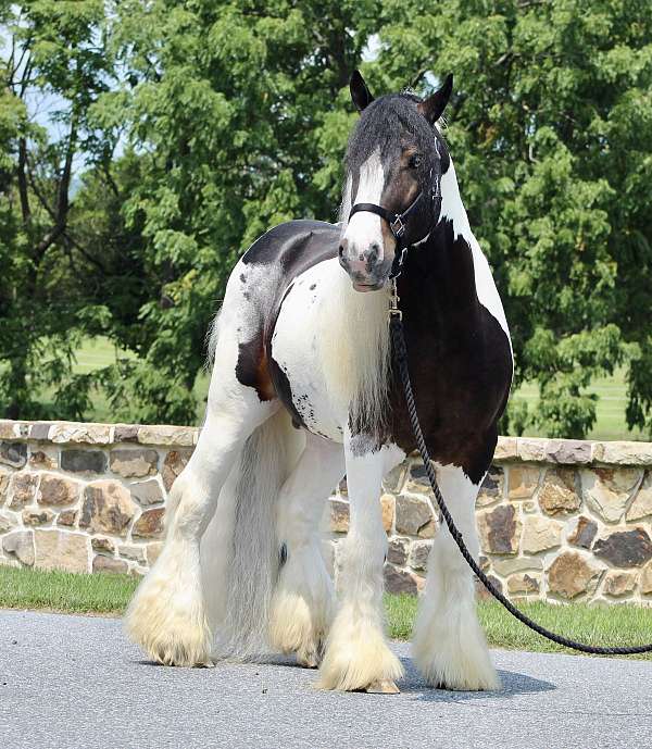 stallion-gypsy-vanner-horse