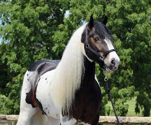 trail-gypsy-vanner-horse