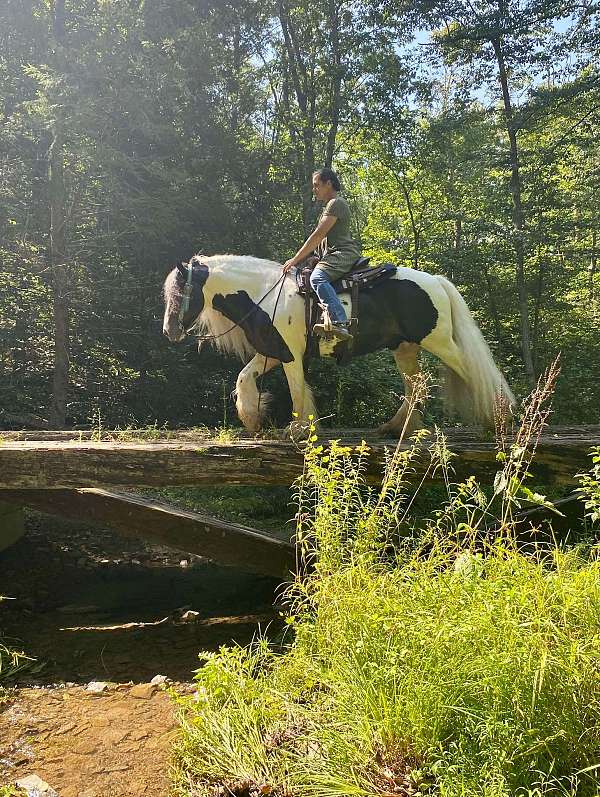 trail-riding-gypsy-vanner-horse